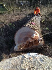 Todholzentferung | Baumservice Blank